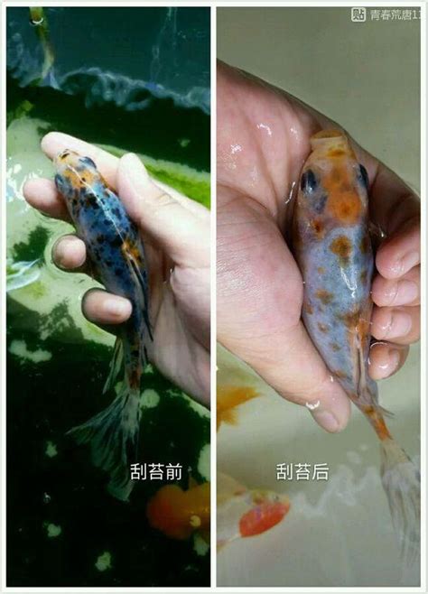 養金魚注意事項|養金魚要注意什麼？不同種金魚別混養 